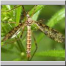 Epiphragma ocellaris - Stelzmuecke 03.jpg